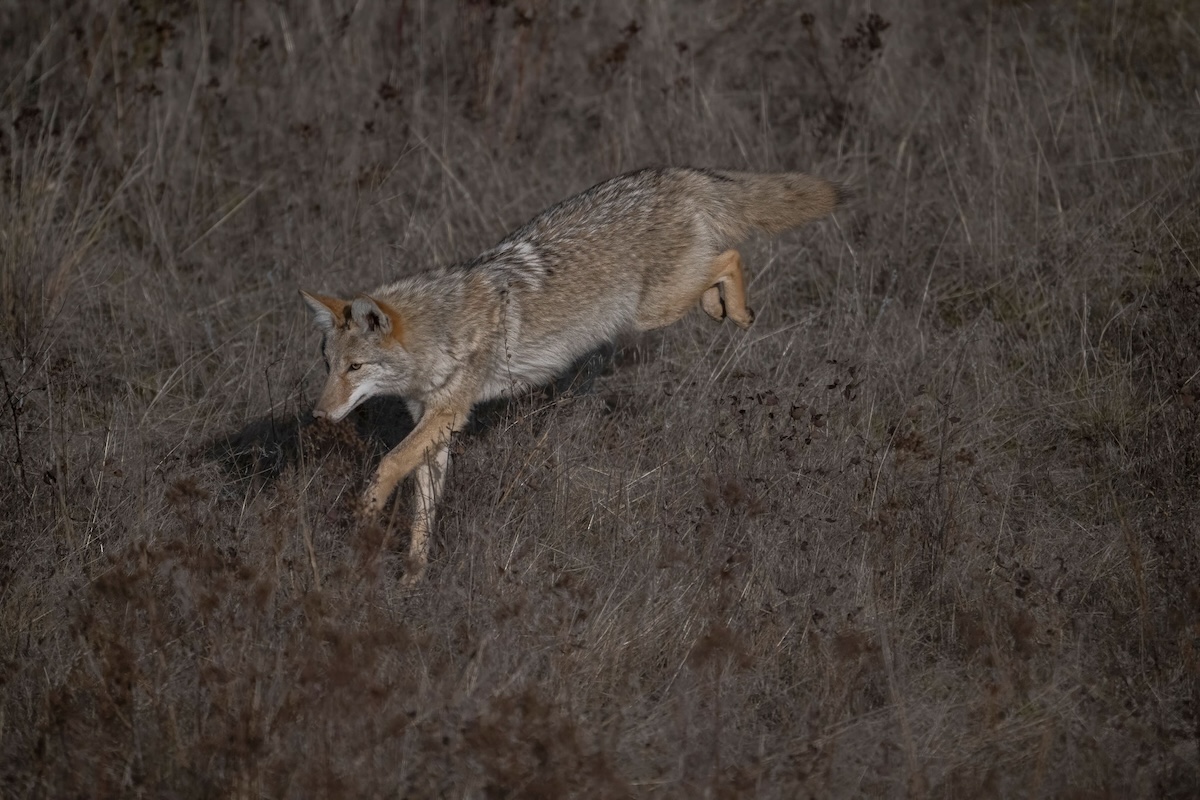 How to Hunt PublicLand Coyotes HuntStand