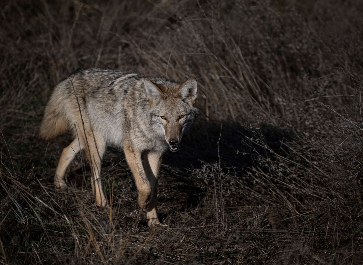 How to Hunt Public-Land Coyotes