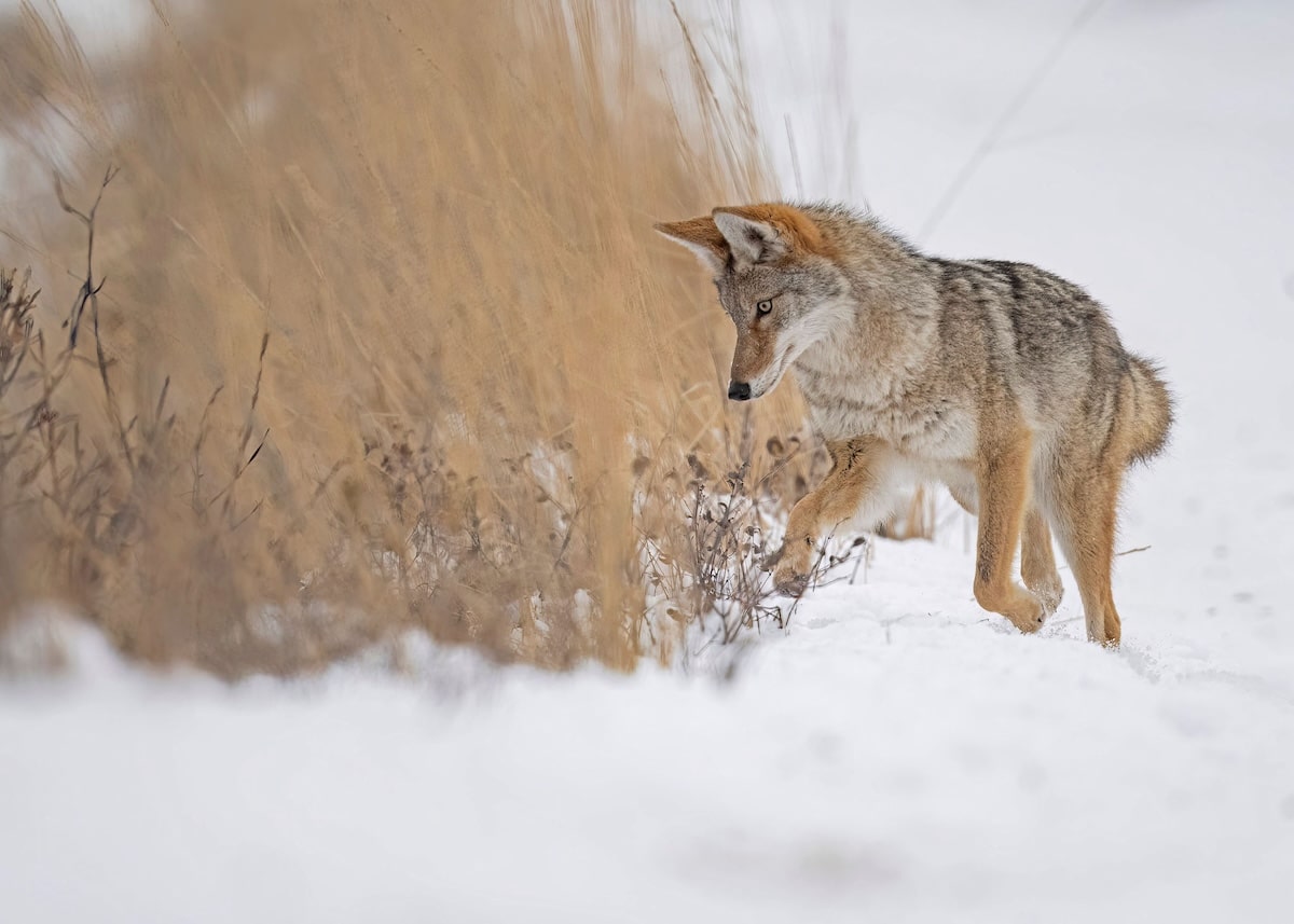 Hunting Coyotes To Save Fawns 2