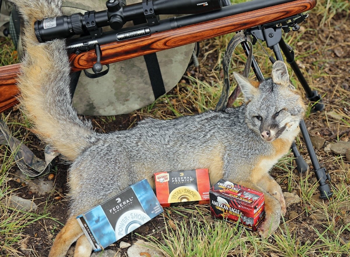 Wintertime Gray Fox Hunting Tips Huntstand