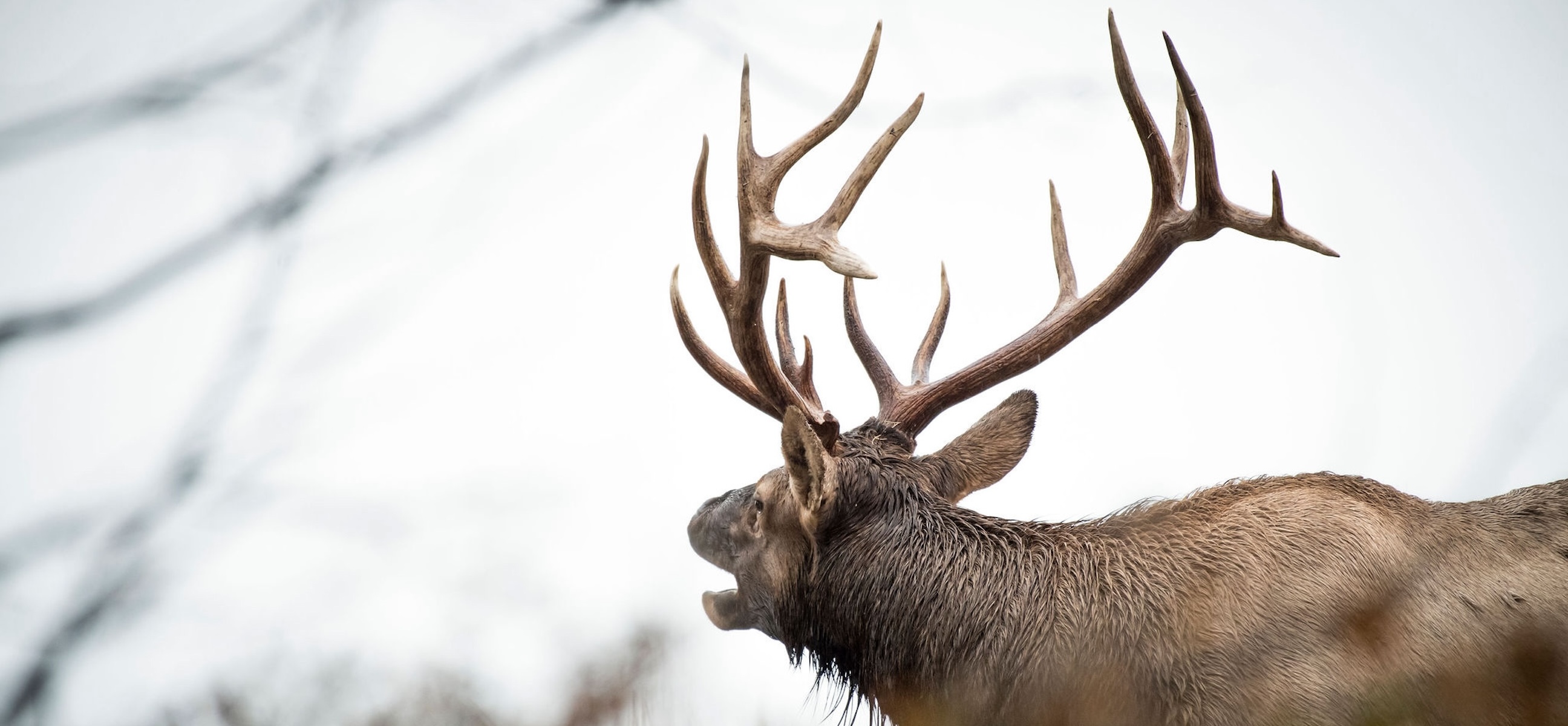 Western Big Game Draws Deadlines and Details by State HuntStand