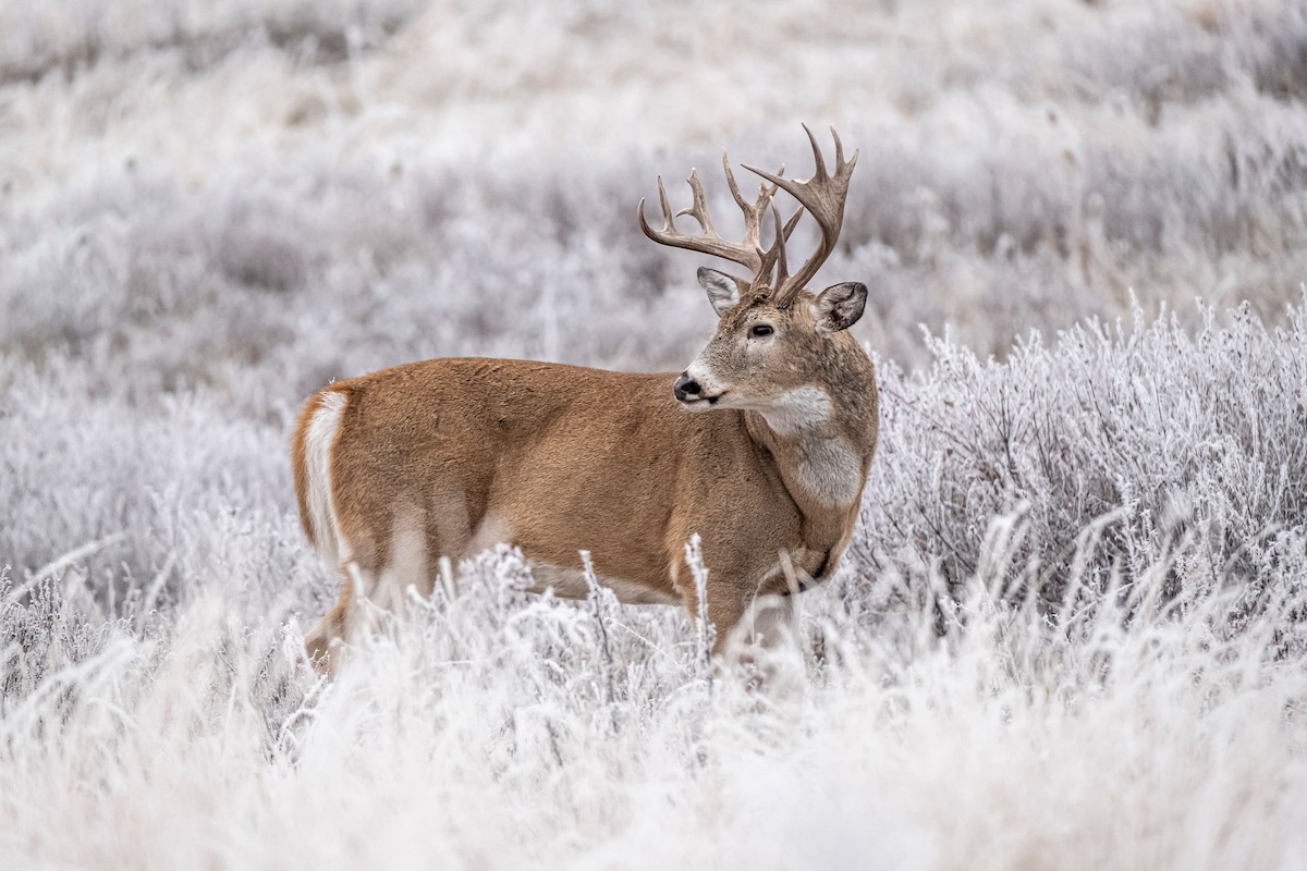 Western Big Game Draws Deadlines and Details by State HuntStand