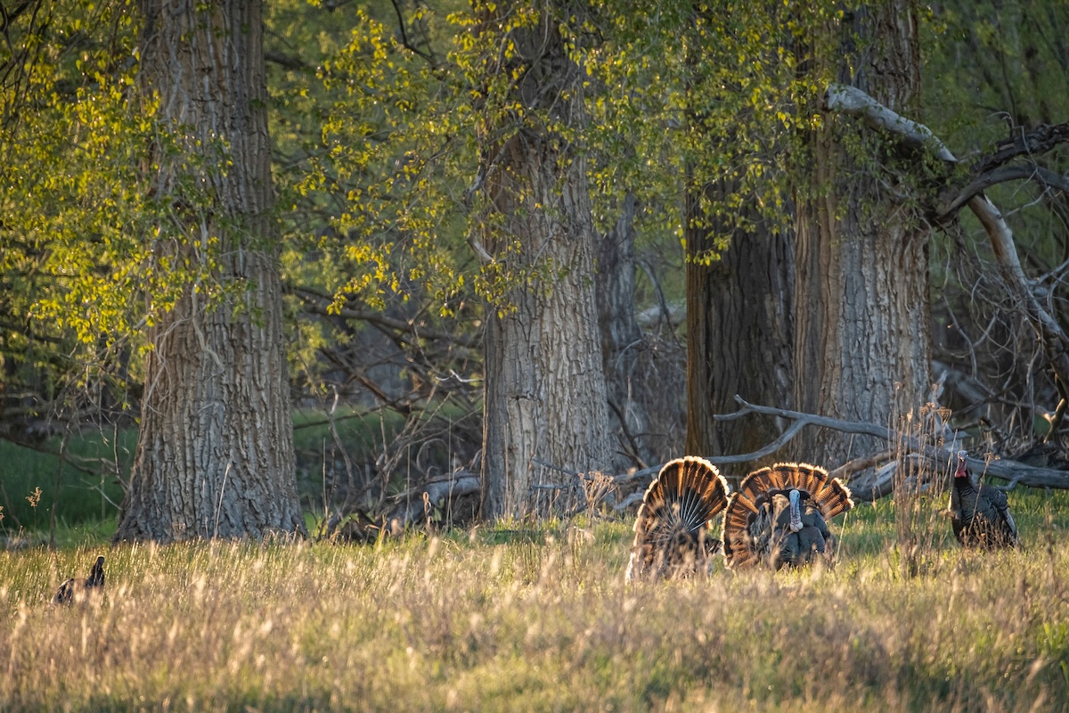 A Better Turkey Hunter 6