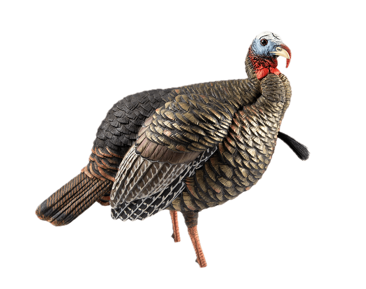 Avian X Hdr Jake