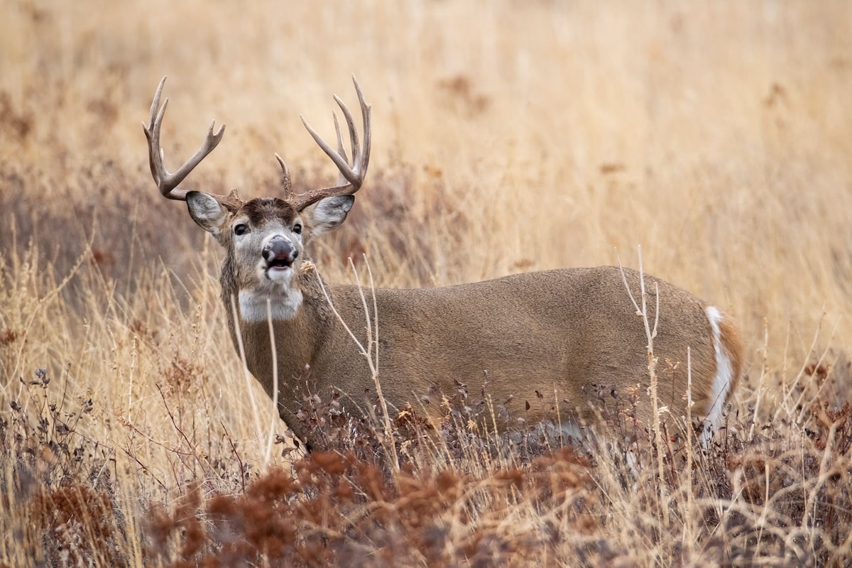 Immediate Action: Department of Agriculture Attempting Takeover of Kentucky Department of Fish and Wildlife?