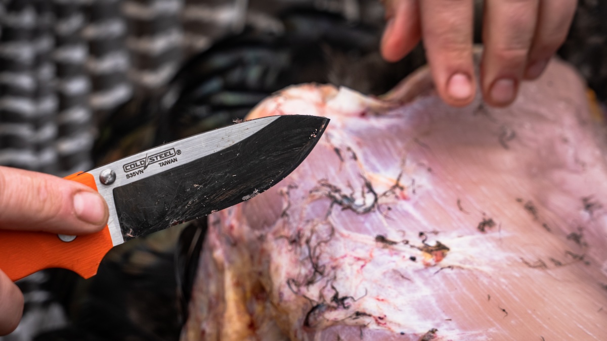 The Best Turkey Hunting States