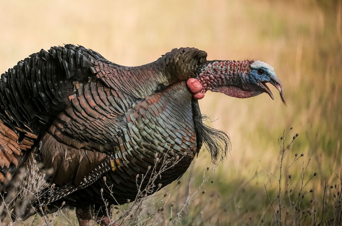 Gobbler Grades: The Best Turkey Hunting States in America - HuntStand