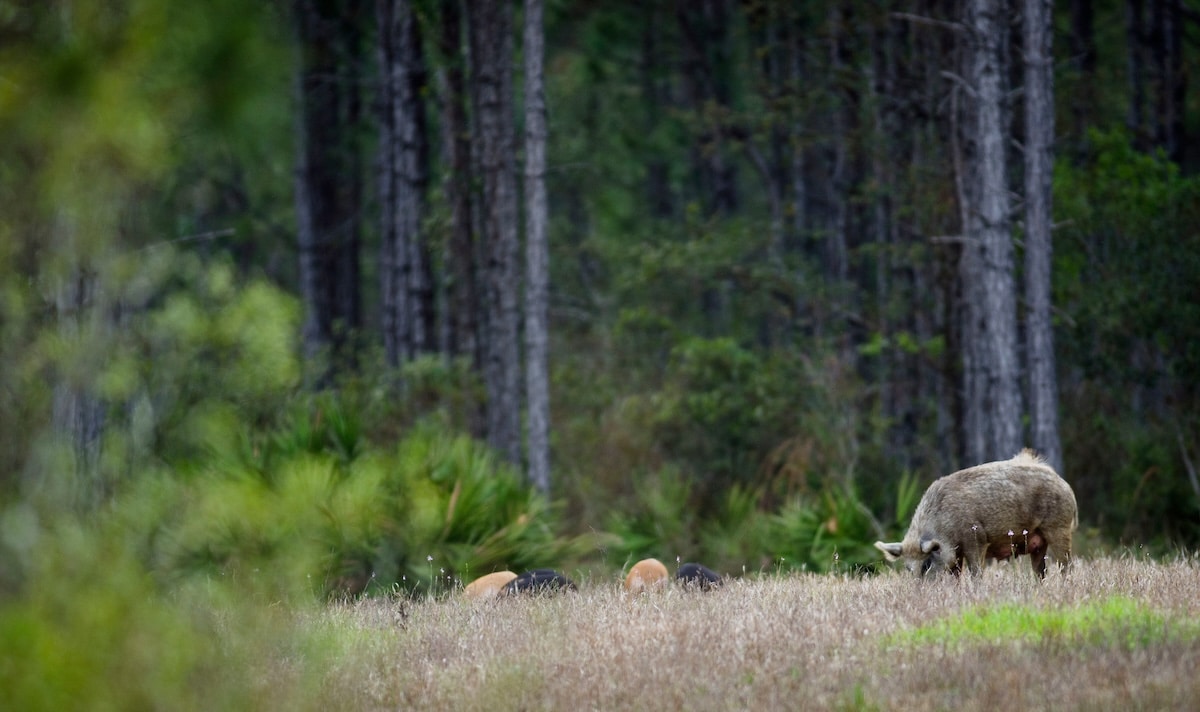 Public Land Hog Hunting