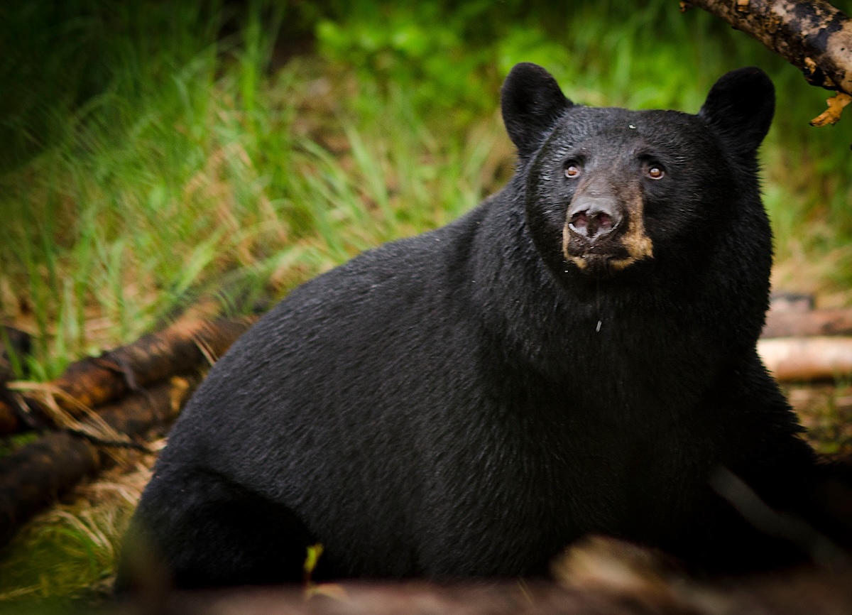 Record Bears 6