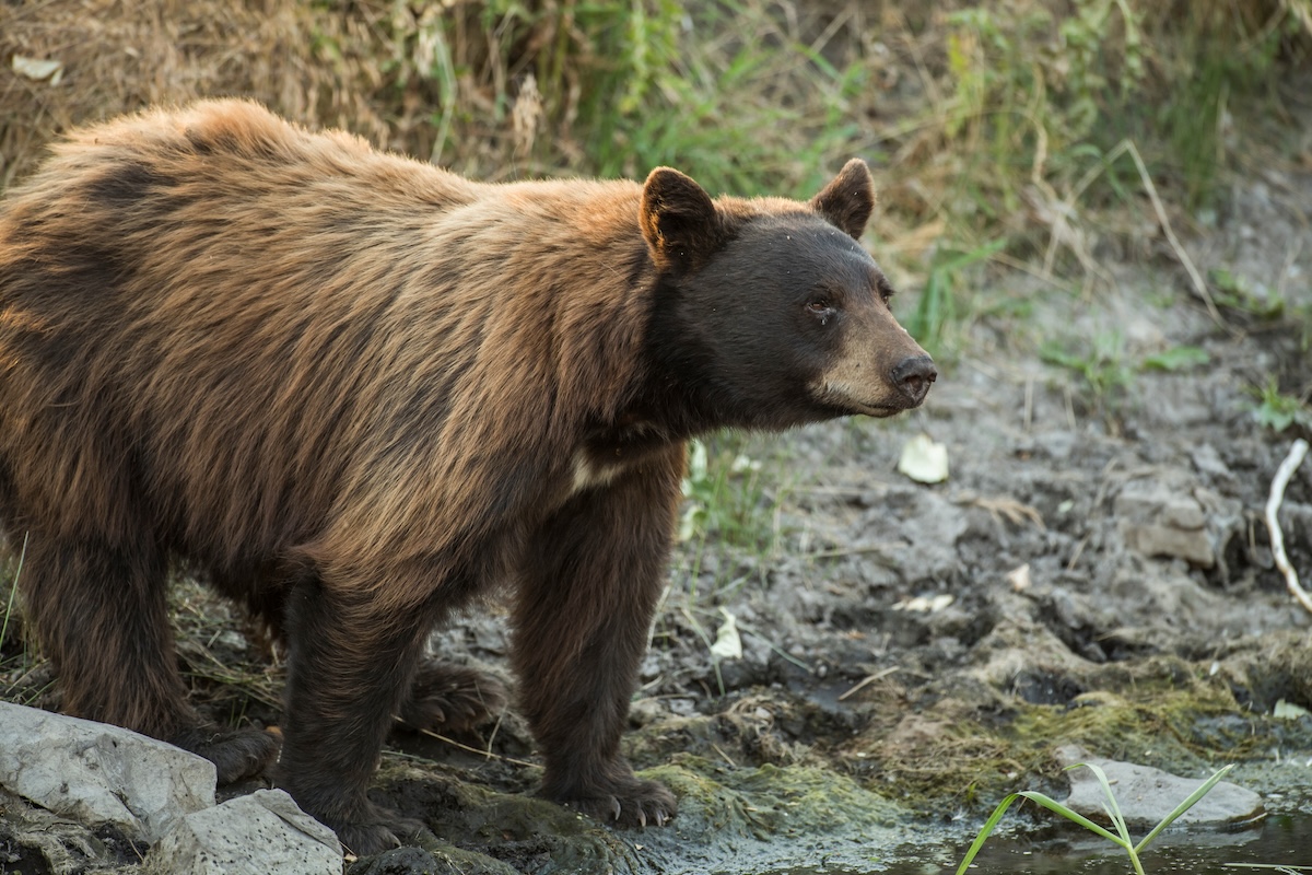 Record Bears 9