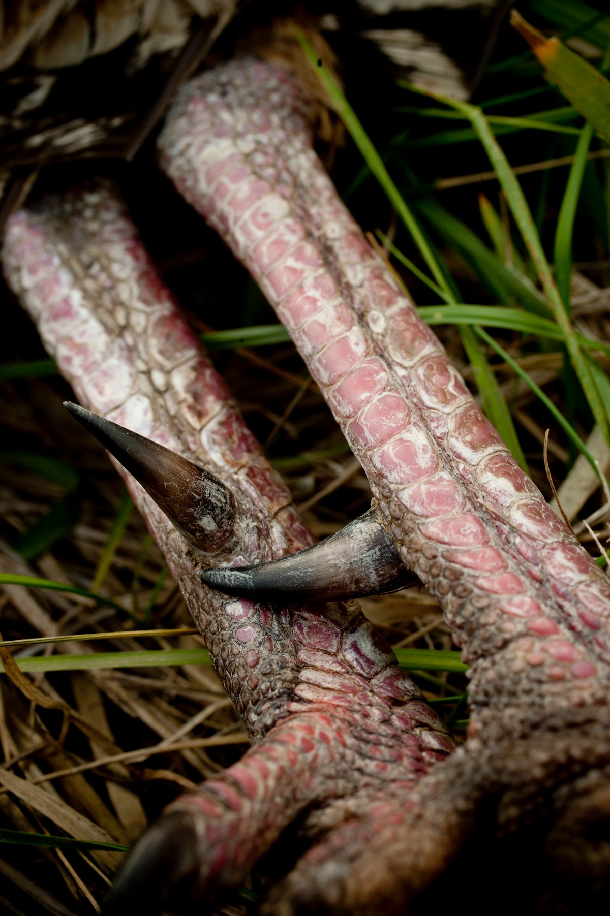 40 Foremost PublicLand Turkey Hunting Rules to Follow HuntStand