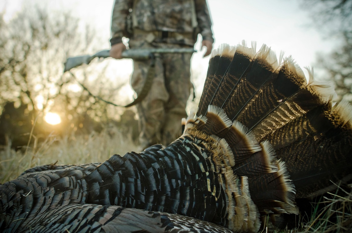40 Foremost PublicLand Turkey Hunting Rules to Follow HuntStand