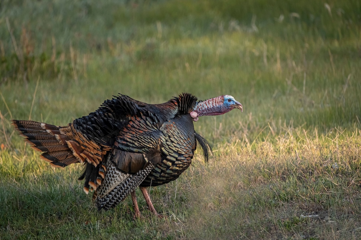 40-foremost-public-land-turkey-hunting-rules-to-follow-huntstand