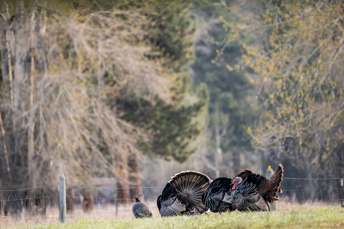 40 Foremost PublicLand Turkey Hunting Rules to Follow HuntStand