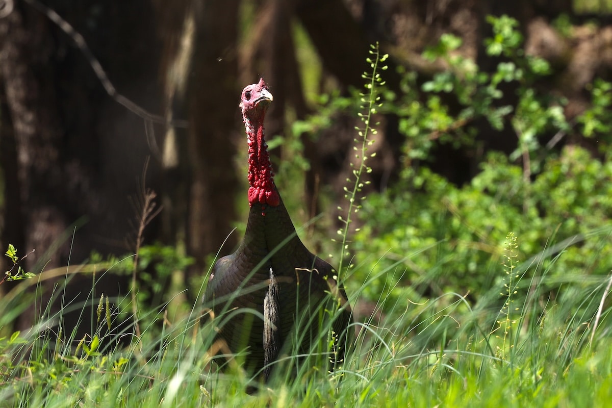TSS Ammo for Turkeys