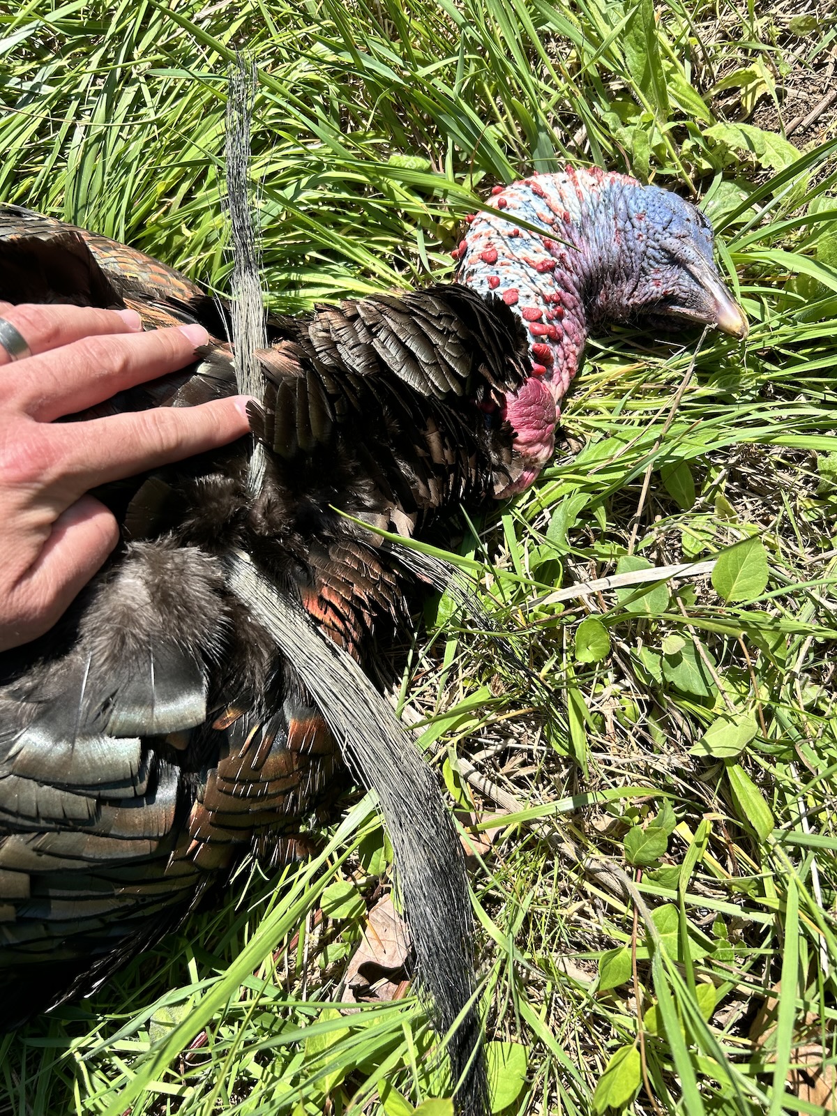 TSS Ammo for Turkeys