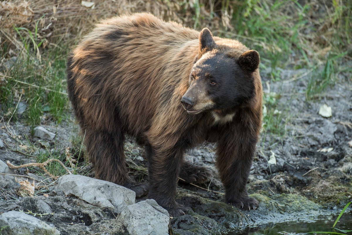 Best Spring Black Bear Hunts