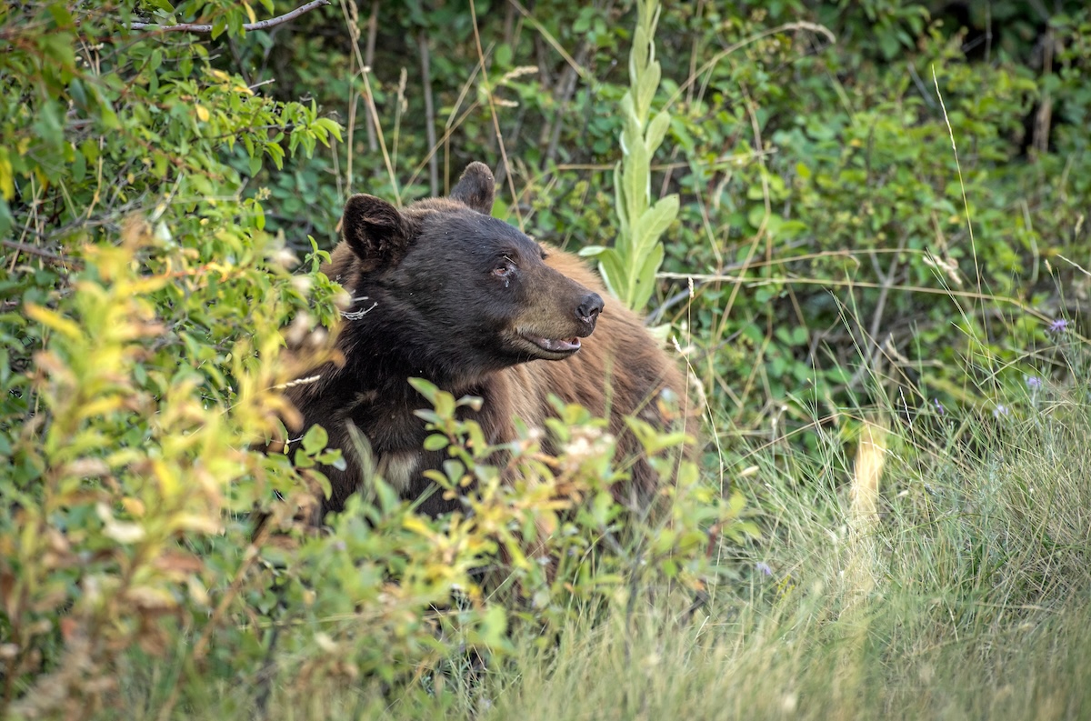 Best Spring Black Bear Hunts