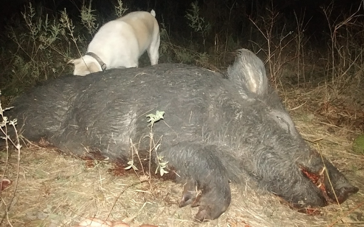 Night Hog Hunting Tips