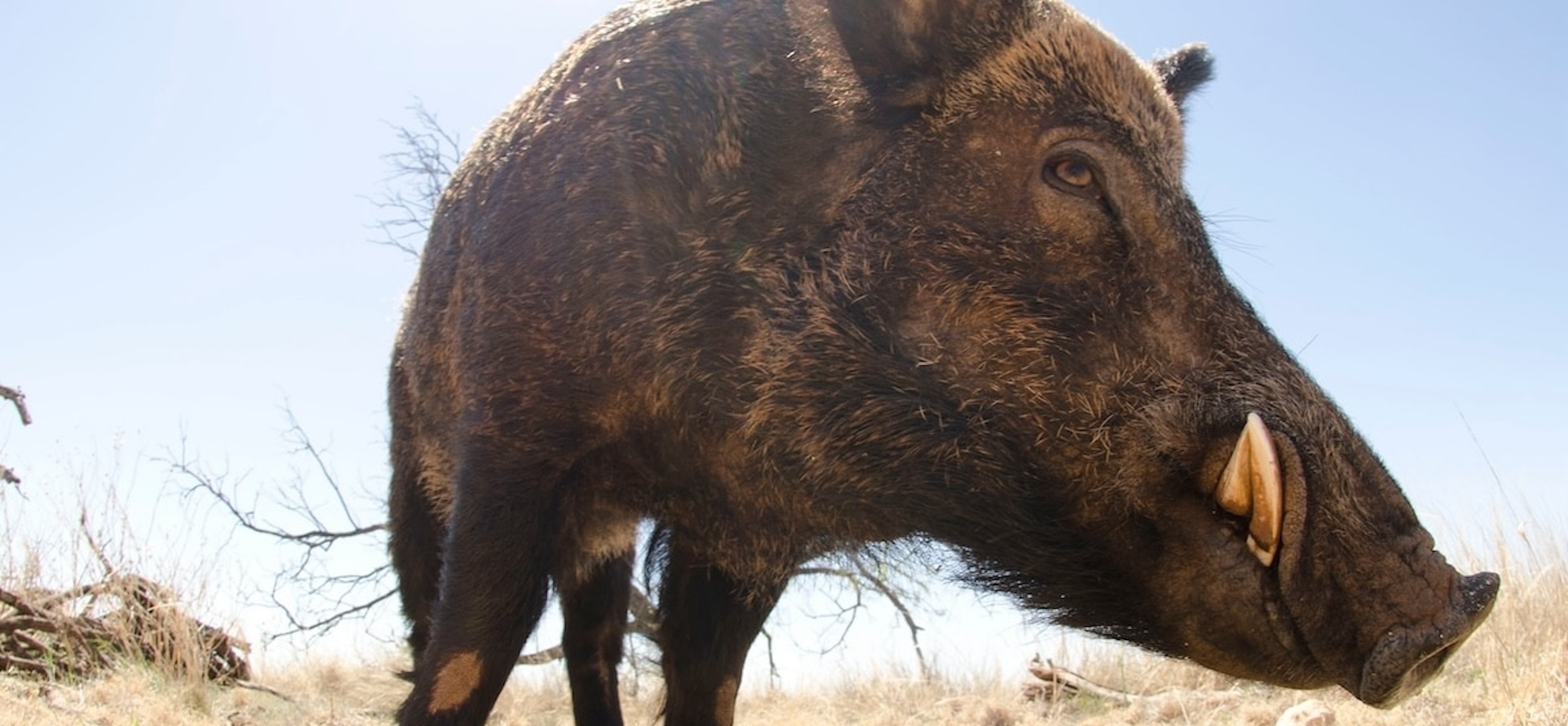 5 Tips For Public Land Hog Hunting - Huntstand