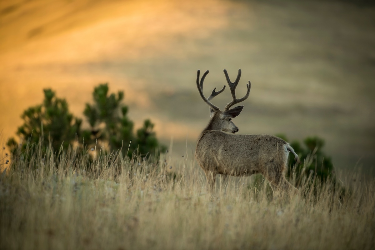 Ruin Outfitted Big Game Hunts