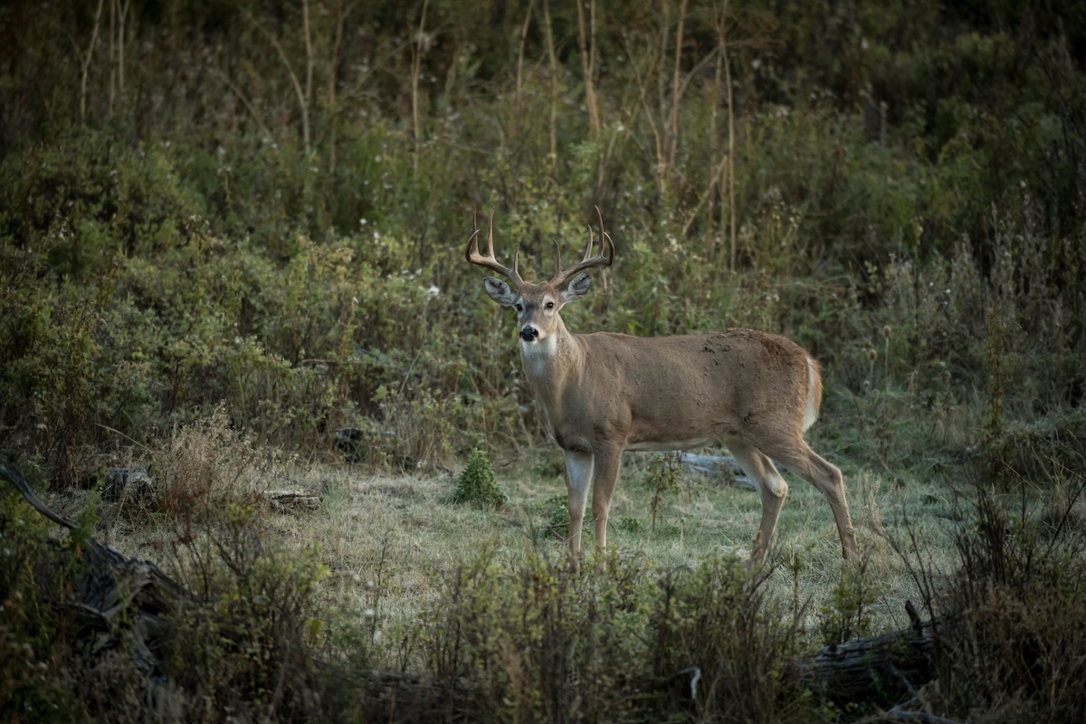 Edge Habitat For Deer