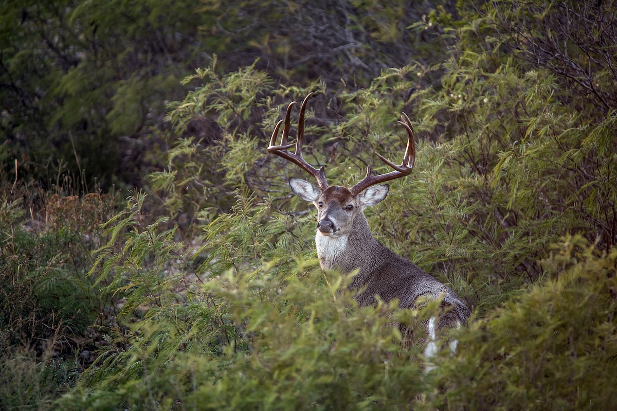 Edge Habitat For Deer