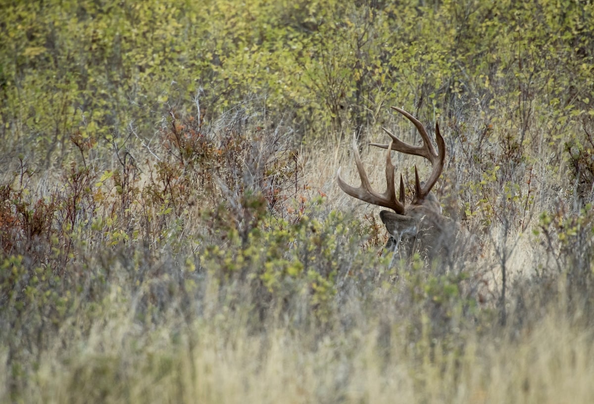 Edge Habitat For Deer