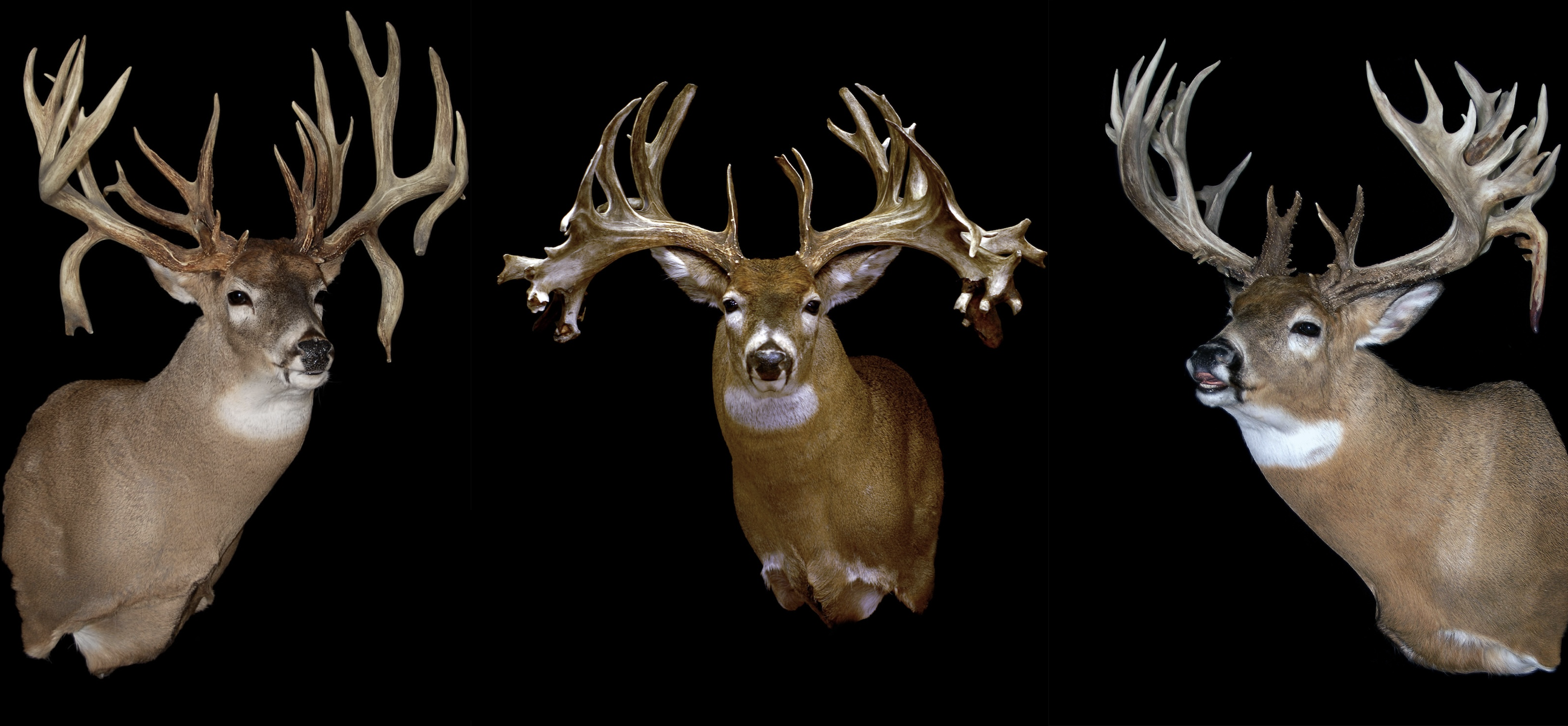20 Huge Record Deer with Crazy Stories You Won't Believe - HuntStand