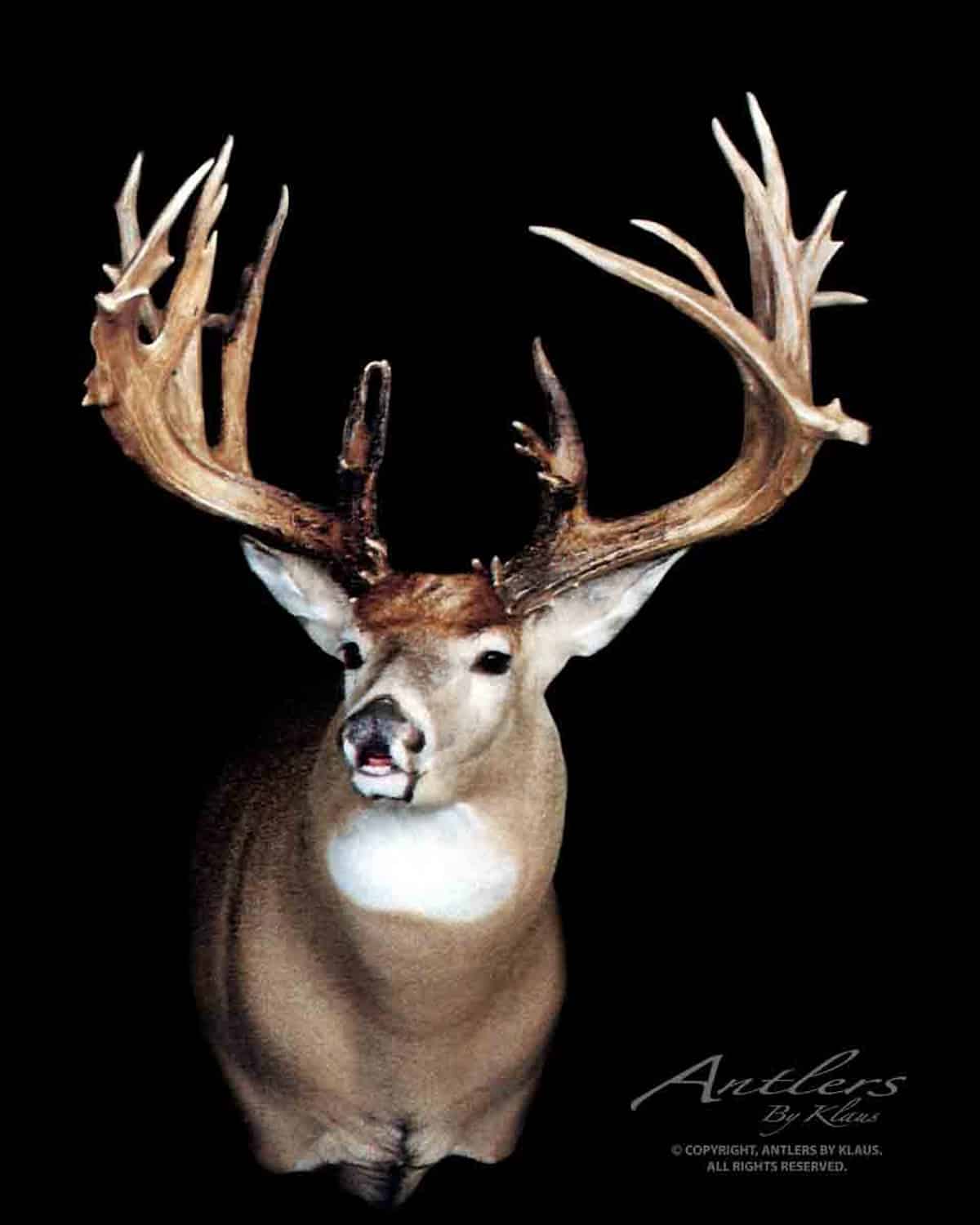 The Dahlmer Buck