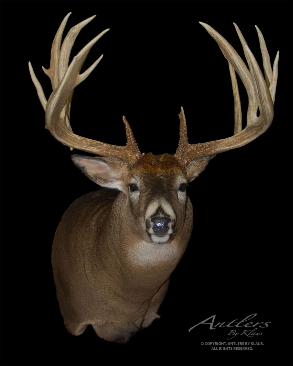 The Field And Stream Buck