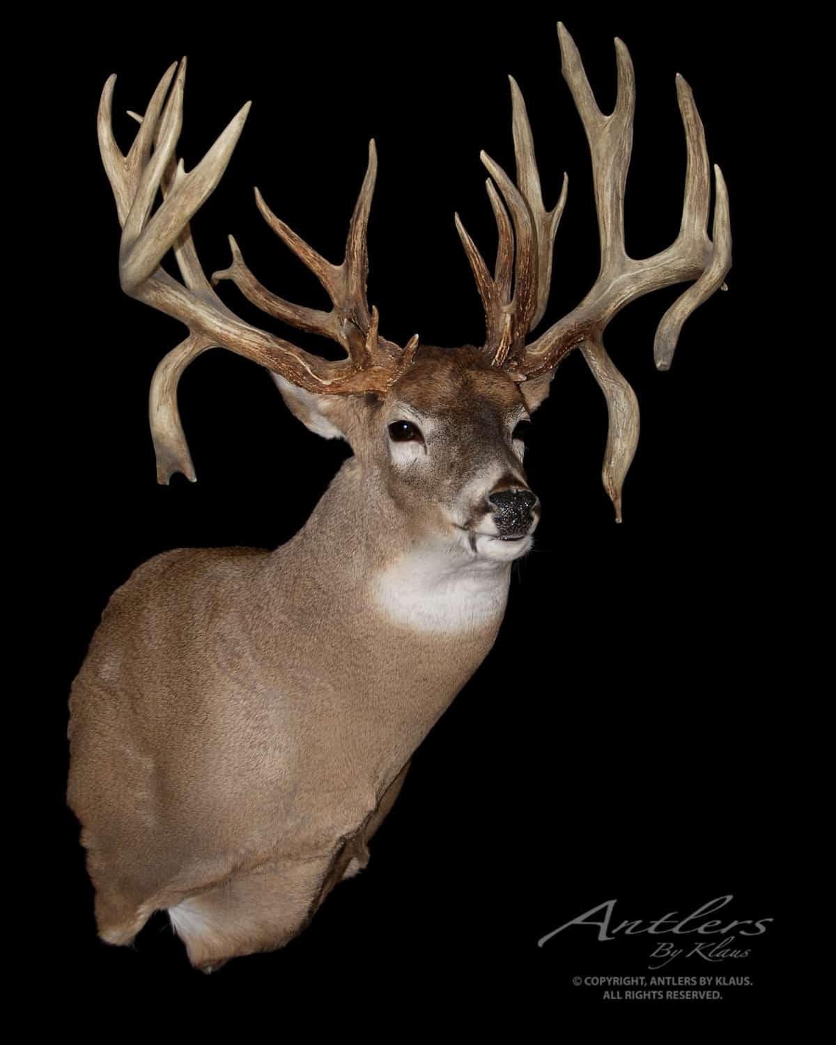 20 Huge Record Deer with Crazy Stories You Won't Believe - HuntStand
