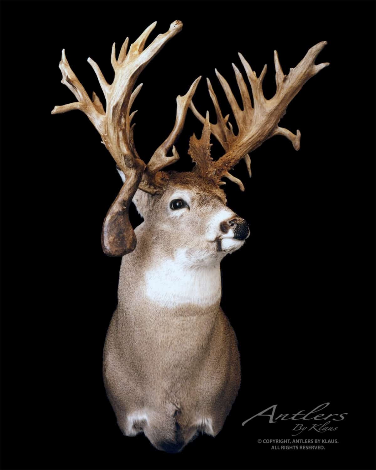 The Mitch Vakoch Buck