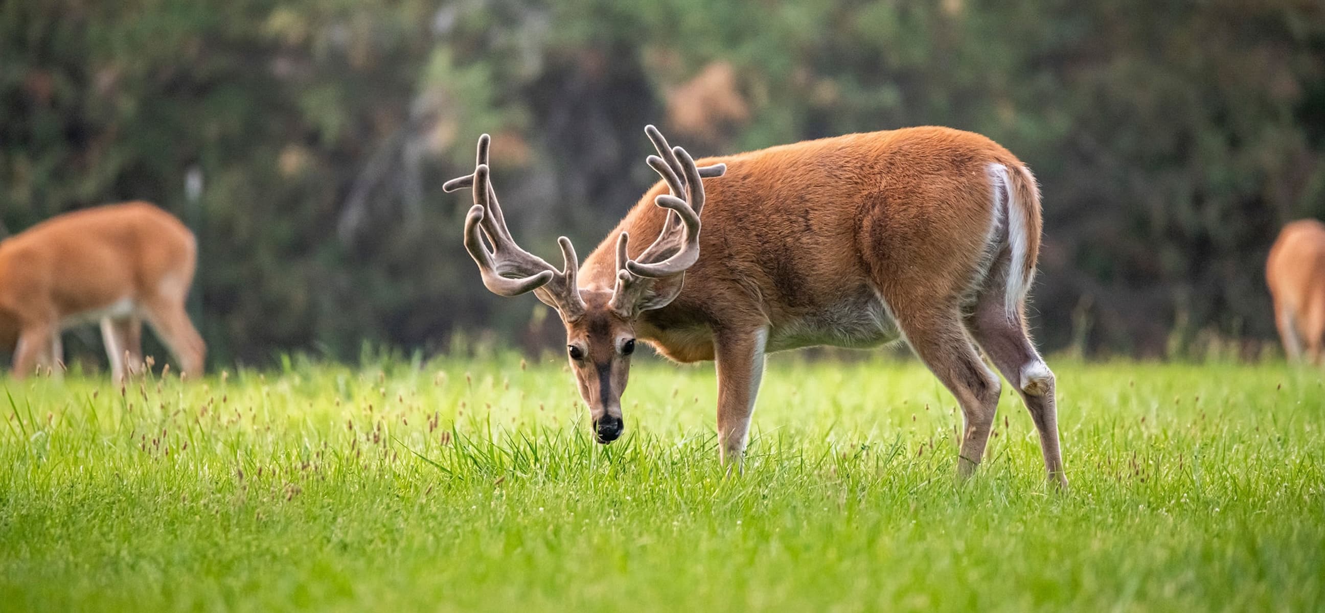 High quality Big Buck Deer in the Grass