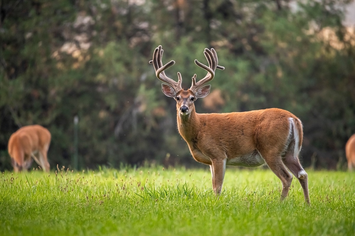 The Secrets To Growing Big Bucks 2