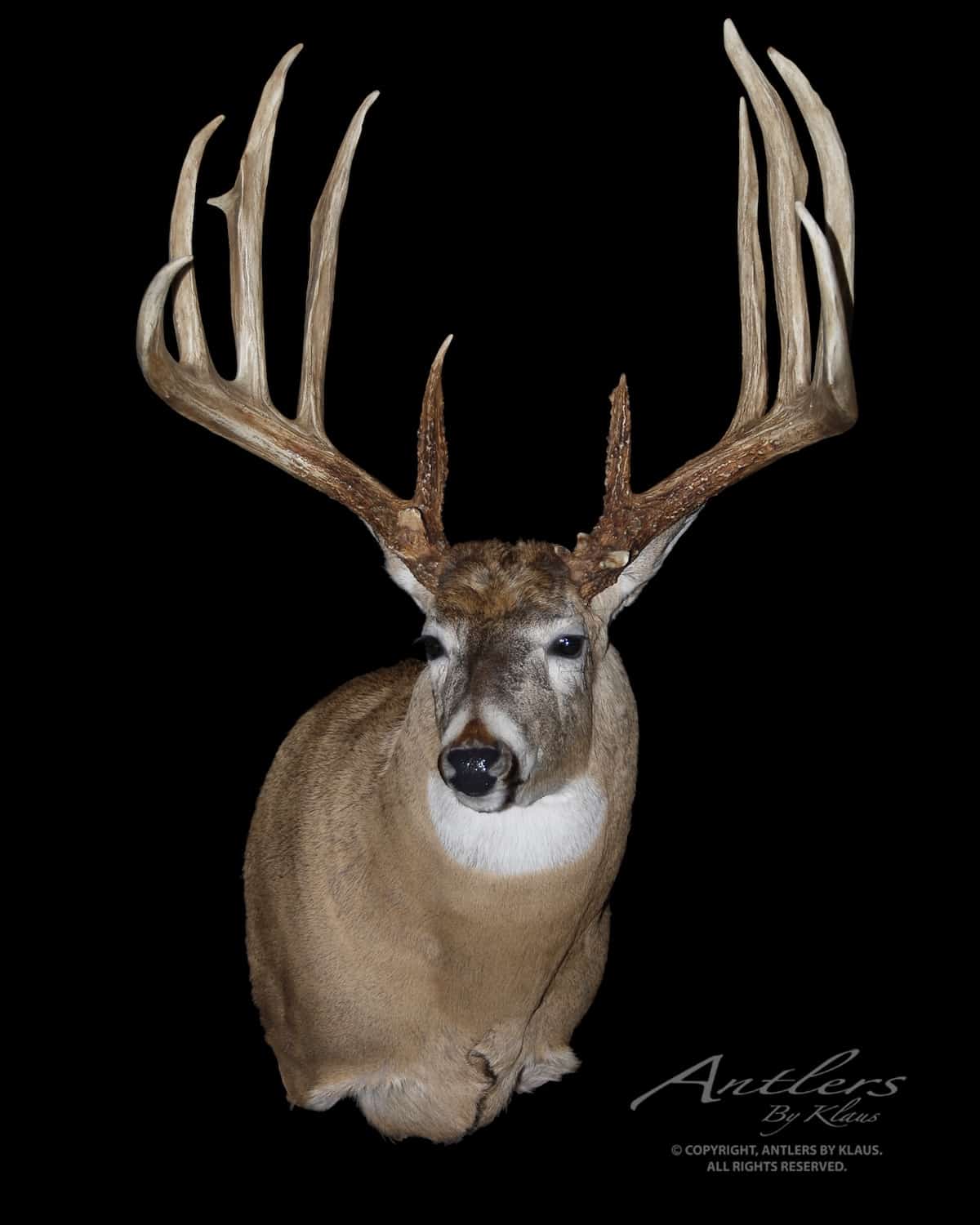 The Wayne Bills Buck