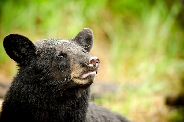 Affordable Bucket List Hunts (That Won't Break the Bank)