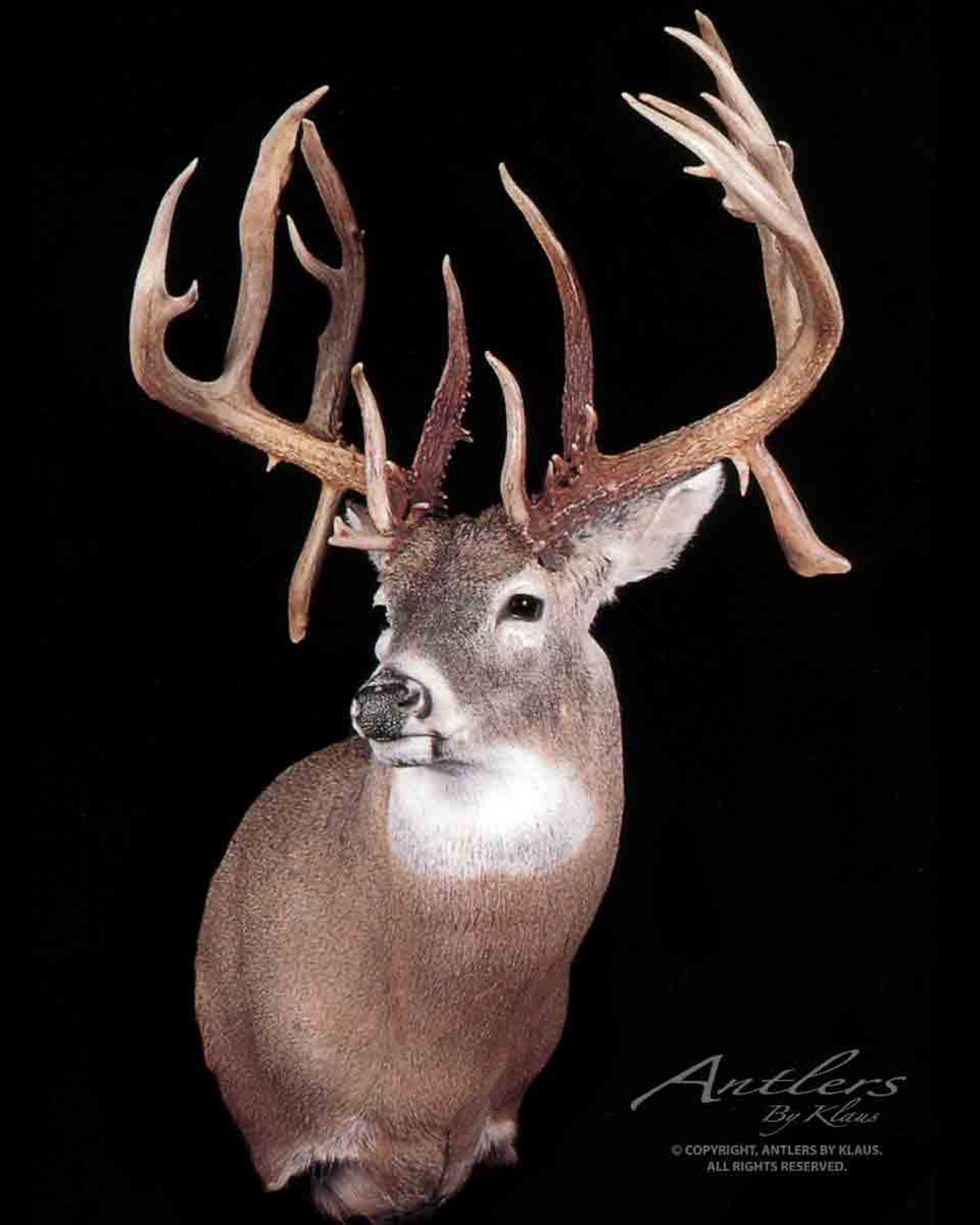 30 Monster Free-Range Bucks You Have to See to Believe - HuntStand