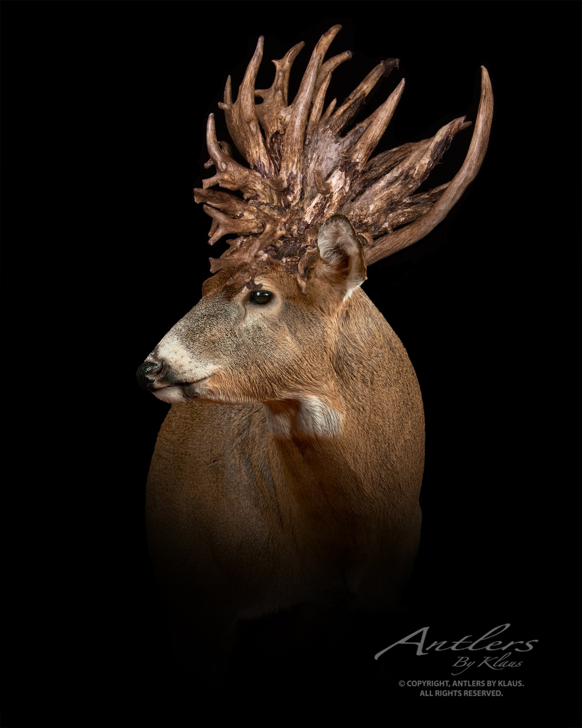 30 Monster Free-Range Bucks You Have to See to Believe - HuntStand