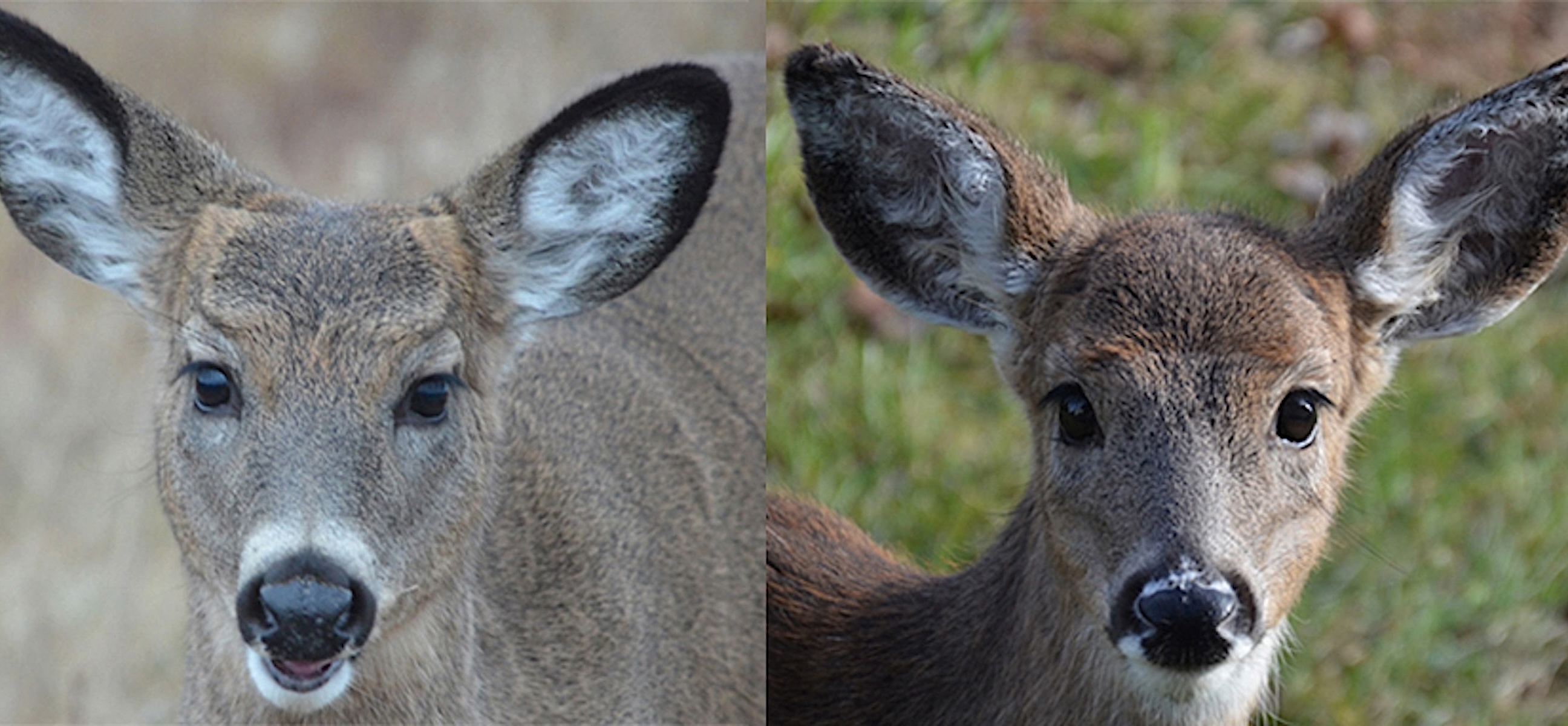 The Benefits of Learning About Button Buck Biology - HuntStand