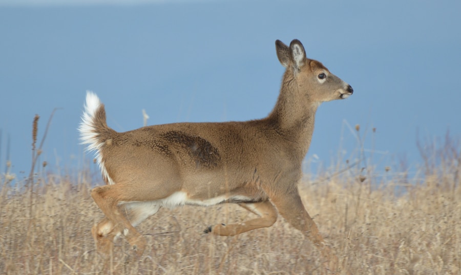 Button Buck Biology