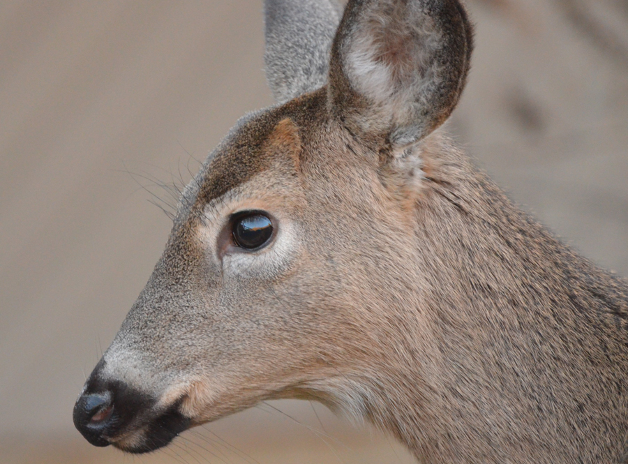 Button Buck Biology