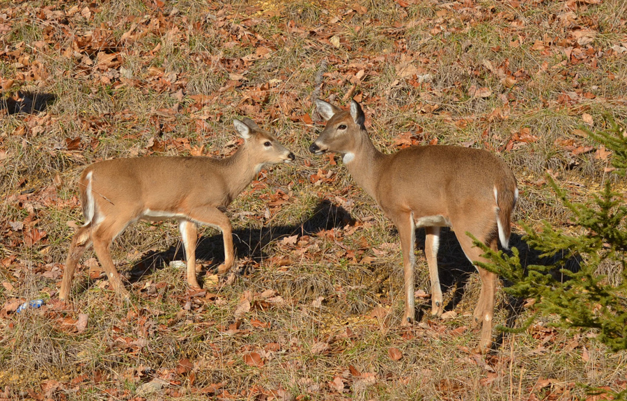 Button Buck Biology