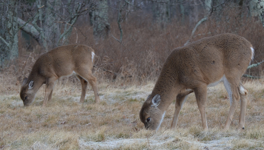 Button Buck Biology