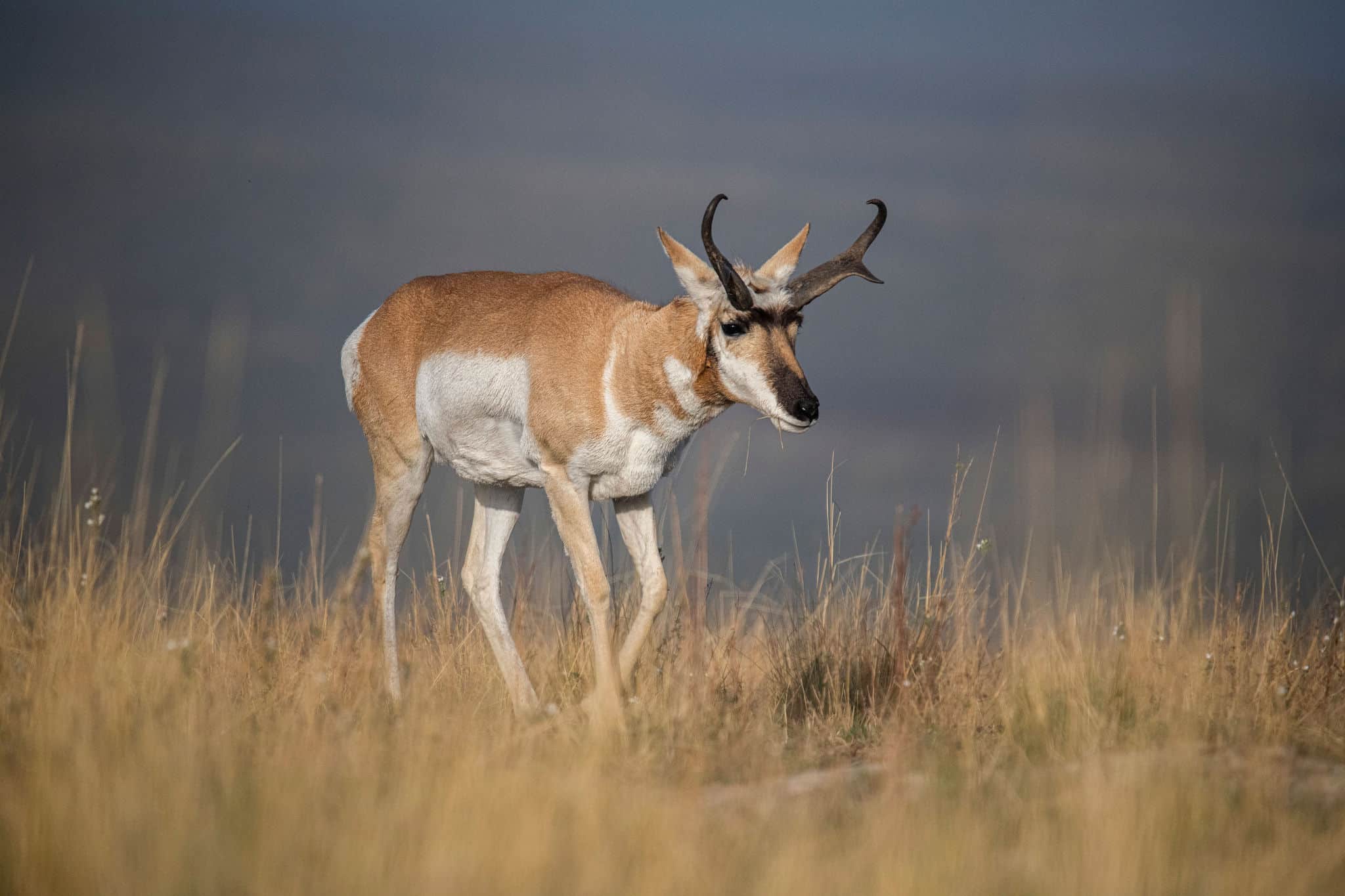 How to Decoy Pronghorn Antelope (August Through October) - HuntStand