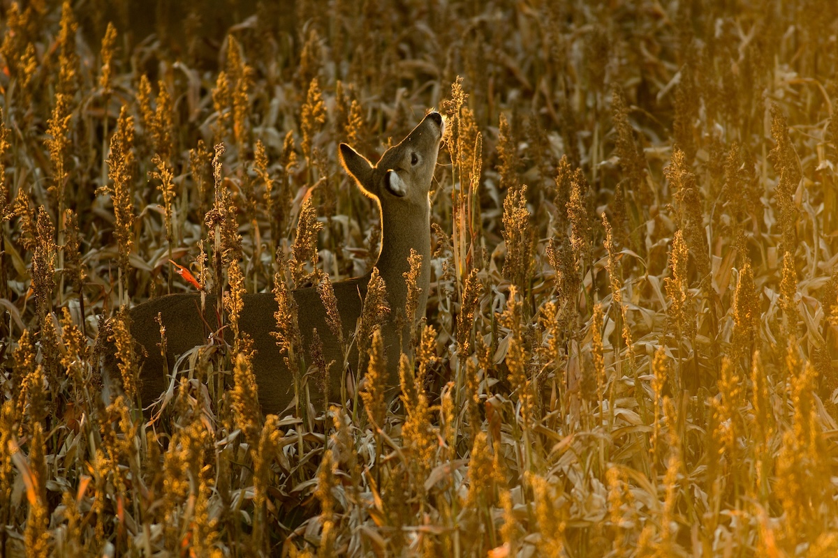 Huntstand Pro Whitetail