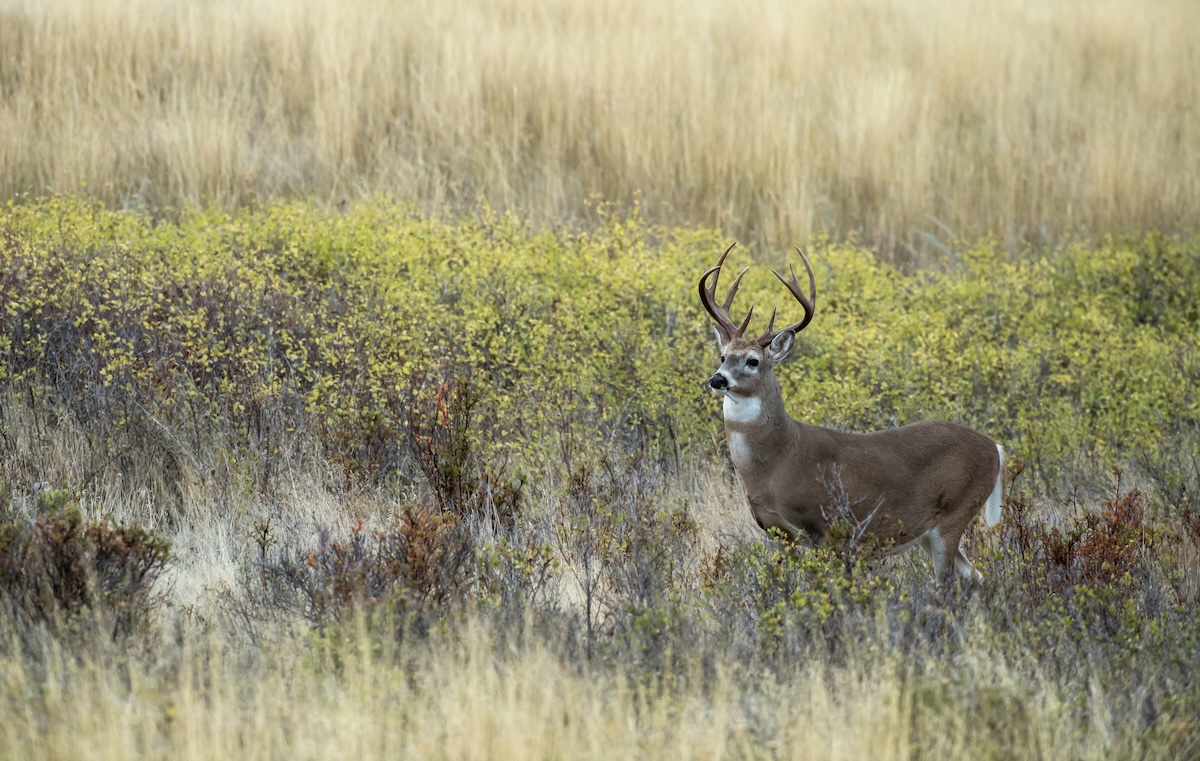 a Better Deer Hunter