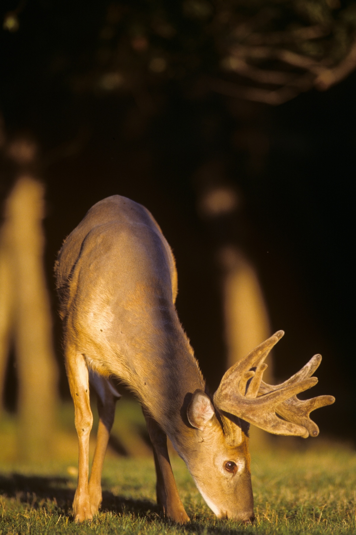 Huntstand Pro Whitetail