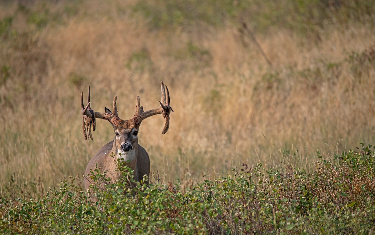 Public Land Deer Hunting App Tips