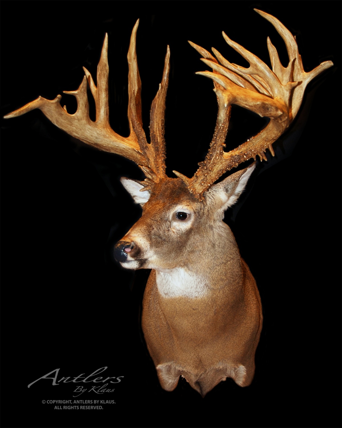 30 Monster Free-Range Bucks You Have to See to Believe - HuntStand